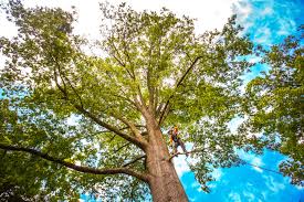 Best Tree Removal  in West Milwaukee, WI