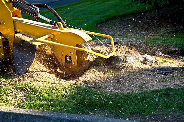 How Our Tree Care Process Works  in  West Milwaukee, WI